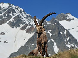 Grossglockner High Alpine Road - photograph of a majestic ibex